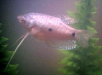 Gourami.JPG