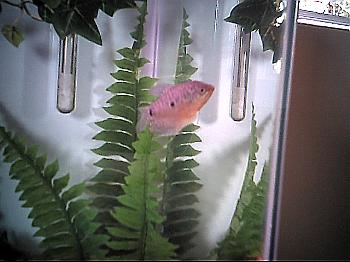 Gourami.JPG