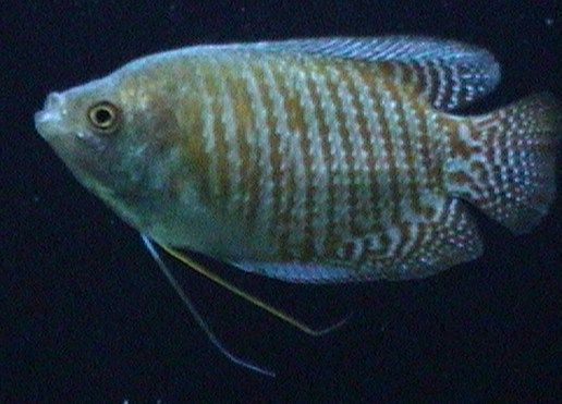 Gourami.jpg