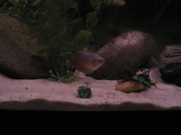 gourami.jpg