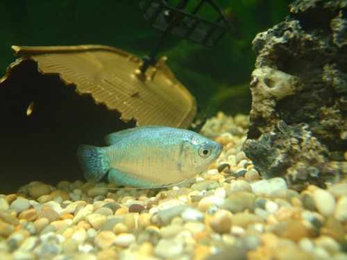 Gourami.jpg