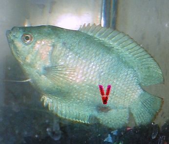 gourami.jpg