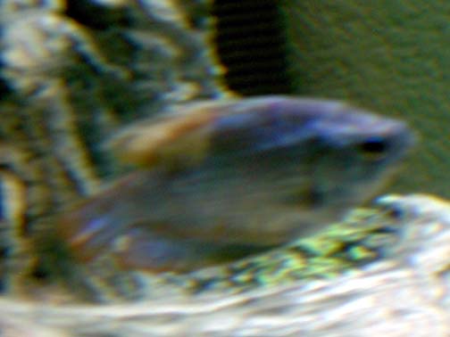 gourami.jpg