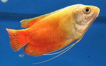 gourami.jpg