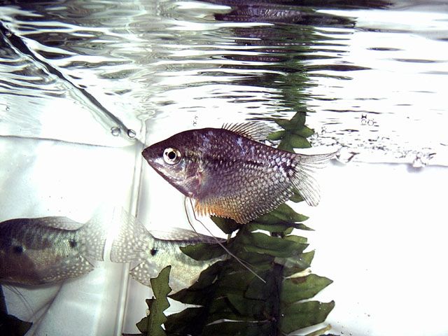 gourami.jpg