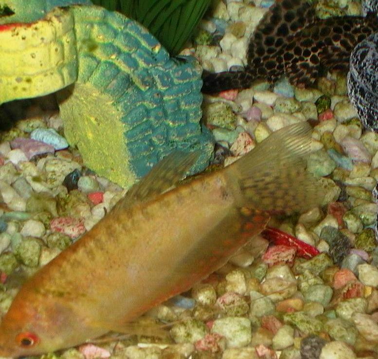 gourami.JPG