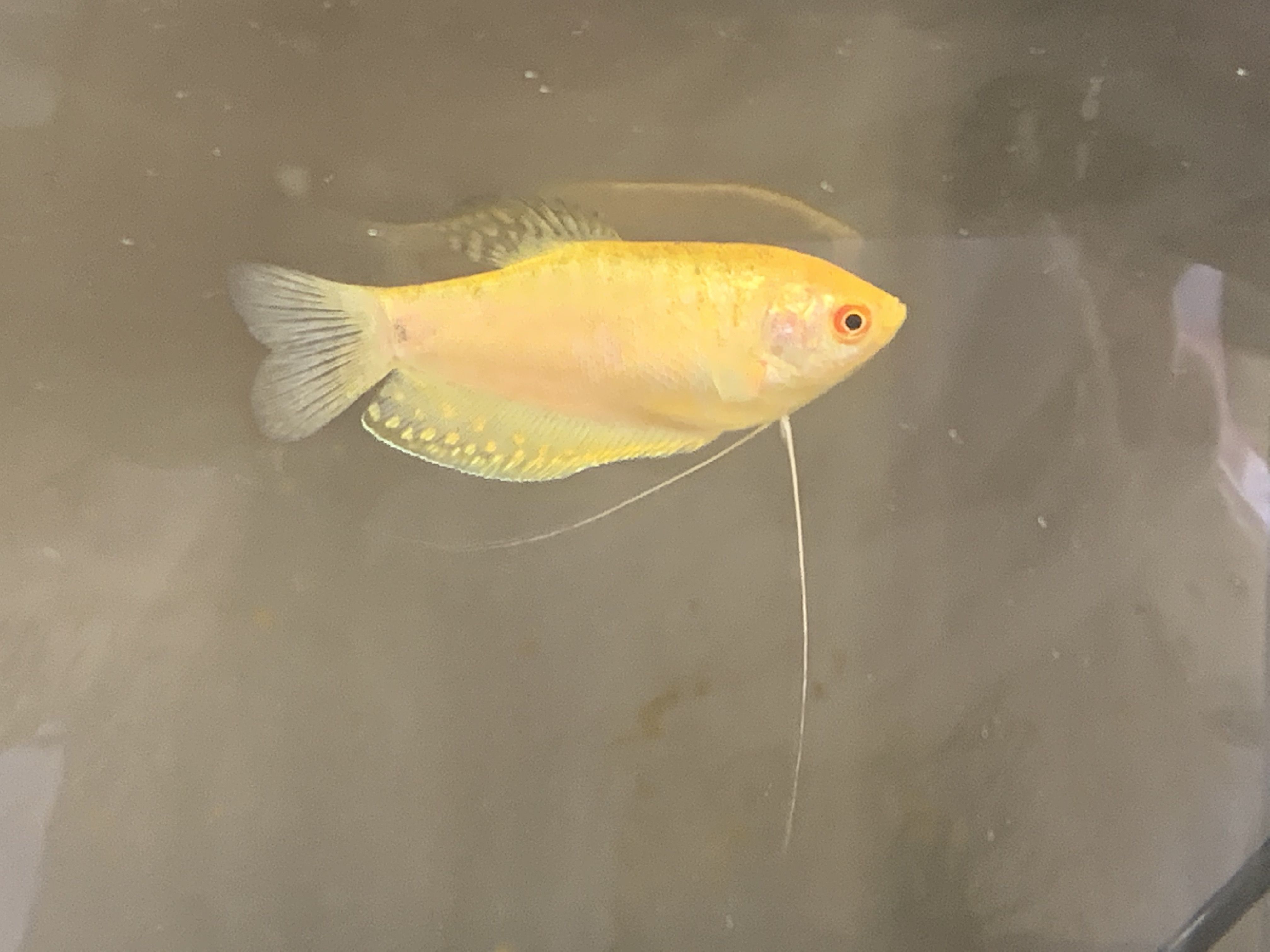 Gourami.jpg