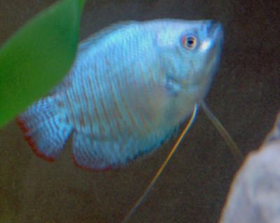 gourami.jpg