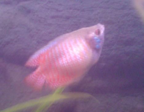 gourami1.JPG