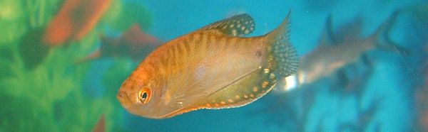 gourami1.jpg