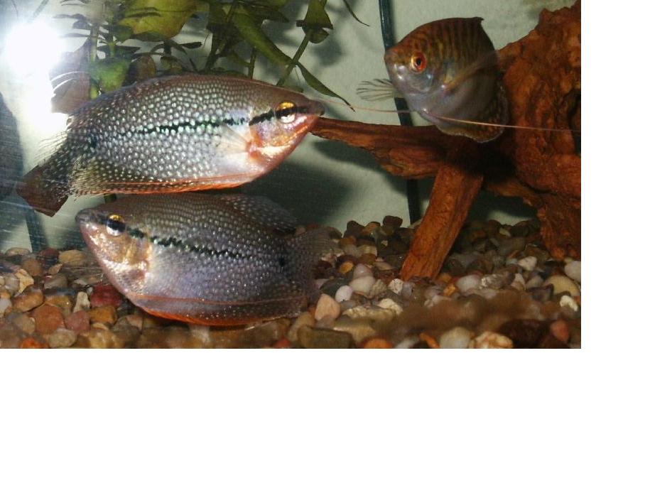 Gourami1.JPG