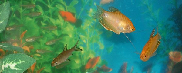 gourami2.jpg