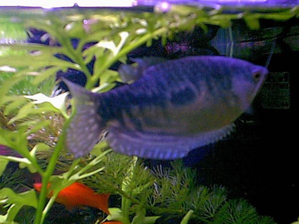 Gourami3.jpg