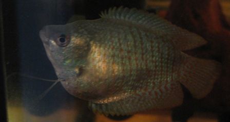 gourami_006.jpg