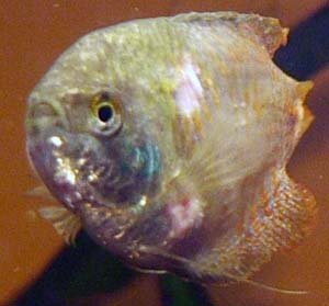 gourami_1.jpg