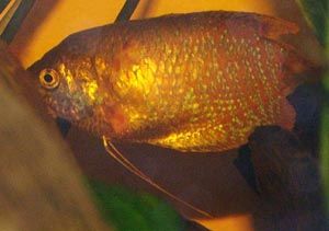 gourami_2.jpg