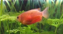 Gourami_cropped.jpg