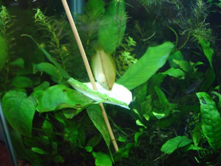 gourami_cuc1.jpg