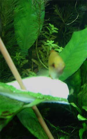 gourami_cuc3.jpg