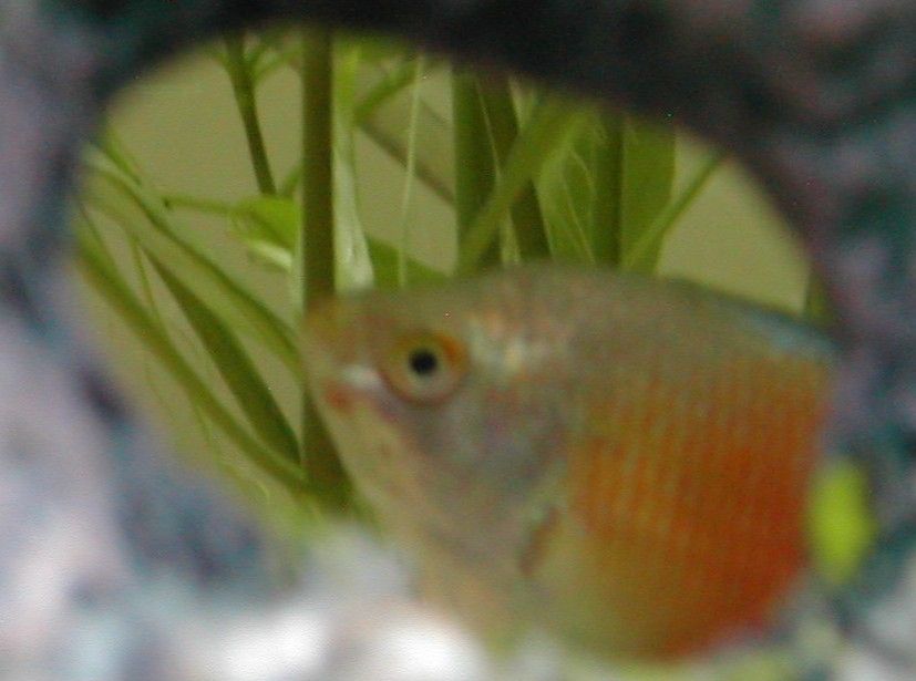 Gourami_Shotcrop.JPG