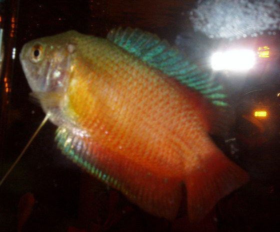 gourami_sick.jpg