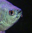 Gourami_ulcer_1.jpg