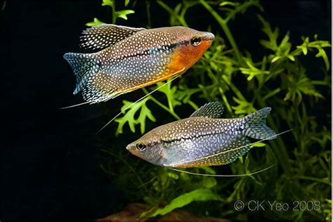 gouramis.jpg