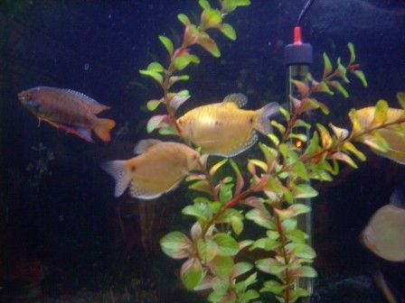 gouramis.jpg