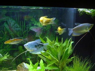 Gouramis.JPG