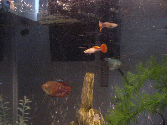 gouramis_guppies.JPG