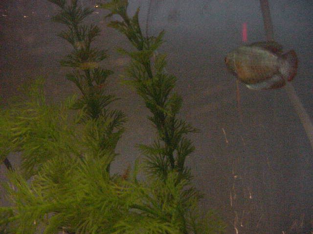 gouramis_shrimp.JPG