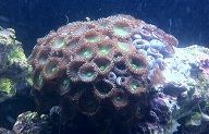 Green polyp 2 8-8-12.jpg