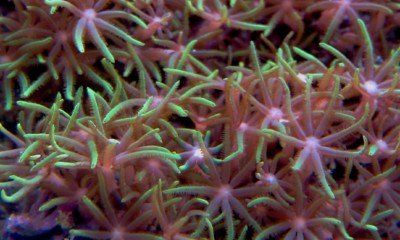 Green Star Polyp Close Up 1600x1200.jpg