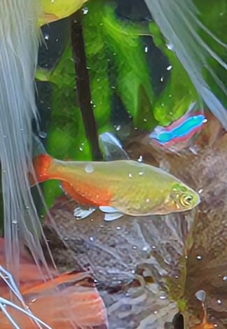 greenfiretetra.jpg