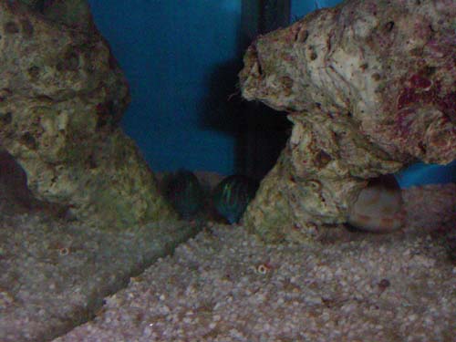 greengoby.jpg