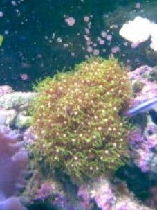 Greenstar_Polyps__227_x_303_.jpg