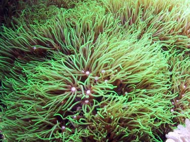 greenstarpolyps2.jpg