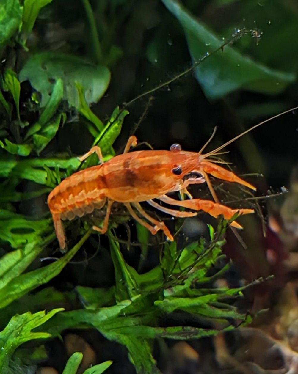 GrumpyCrayfish22Jan24-2.jpg