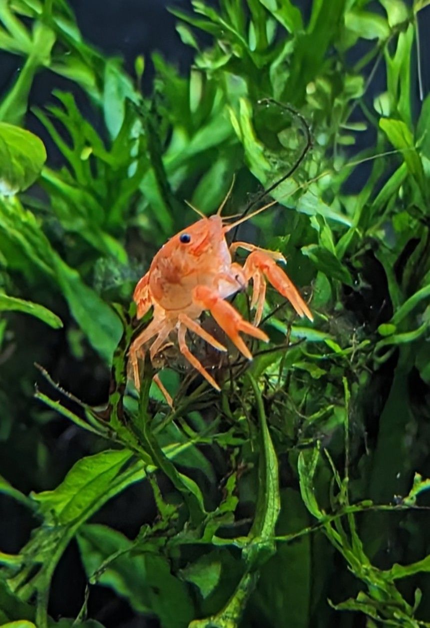 GrumpyCrayfish22Jan24.jpg