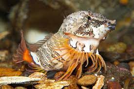 Grunt Sculpin.jpg