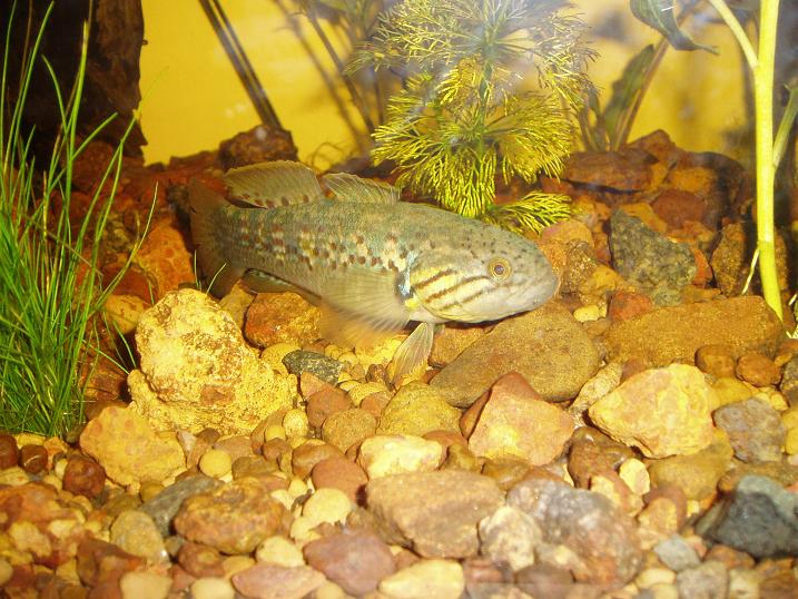 Gudgeon.JPG