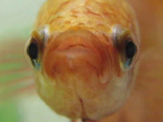 Gunther_closeup.JPG