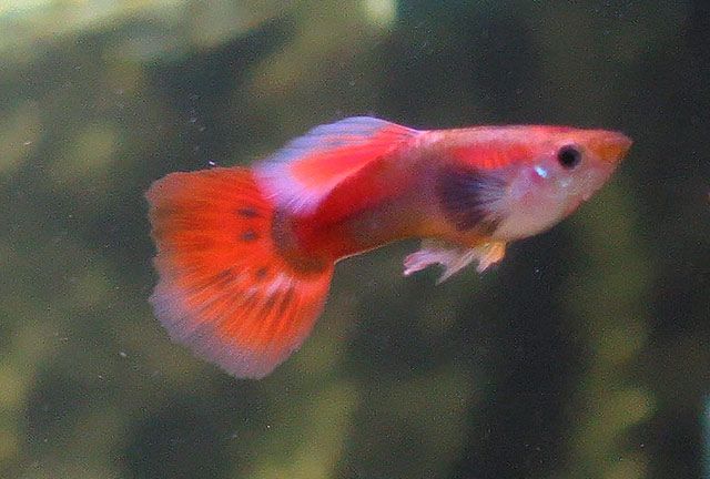 guppie_red2.jpg