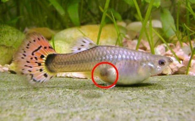 Guppies-Gravid-Spot.jpg