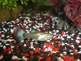 guppies_007_resize.jpg