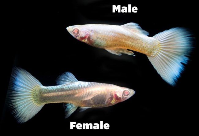 guppy-fish-male-female-photo.jpg