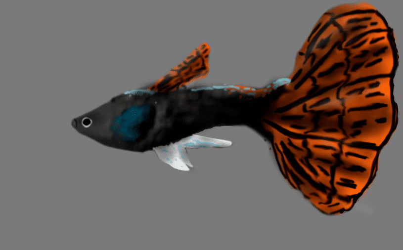 guppy.png (2).png