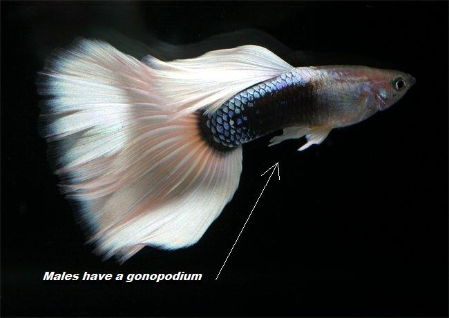 guppy8.jpg