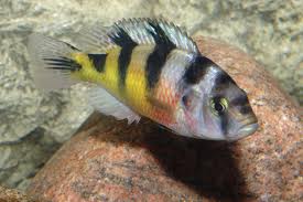 H. Latifasciatus.jpeg