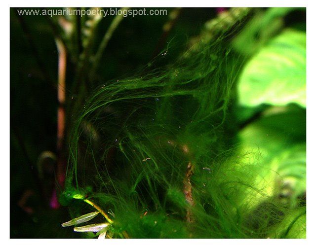 hair algae 1.jpg